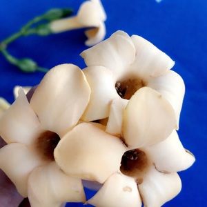 Meet your Posher, Kacie